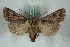  ( - BC-HAXNoctu0657)  @11 [ ] Copyright (2019) Jean Haxaire Research Collection of Jean Haxaire