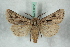 ( - BC-HAXNoctu0658)  @11 [ ] Copyright (2019) Jean Haxaire Research Collection of Jean Haxaire