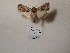  ( - BC-HAXNoctu0739)  @11 [ ] Unspecified (default): All Rights Reserved  Unspecified Unspecified