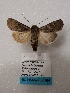  ( - BC-HAXNoctu0764)  @11 [ ] CC-By (2023) Jean Haxaire Research collection of Jean Haxaire
