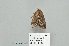  ( - BC-HAXNoctu0779)  @11 [ ] CC-By (2023) Jean Haxaire Research collection of Jean Haxaire