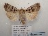  ( - BC-HAXNoctu0810)  @11 [ ] CC-By (2023) Jean Haxaire Research collection of Jean Haxaire