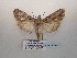  ( - BC-HAXNoctu0851)  @11 [ ] CC-By (2023) Jean Haxaire Research collection of Jean Haxaire