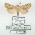  ( - BC-HAXNoctu0856)  @11 [ ] CC0 (2025) Jean Haxaire Research collection of Jean Haxaire