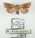  ( - BC-HAXNoctu0857)  @11 [ ] CC0 (2025) Jean Haxaire Research collection of Jean Haxaire