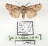  ( - BC-HAXNoctu0860)  @11 [ ] CC0 (2025) Jean Haxaire Research collection of Jean Haxaire