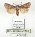  ( - BC-HAXNoctu0861)  @11 [ ] CC0 (2025) Jean Haxaire Research collection of Jean Haxaire