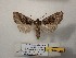  ( - BC-HAXNoctu0997)  @11 [ ] CCby (2025) Jean Haxaire Museum national d'Histoire naturelle, Paris