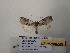  ( - BC-HAXNoctu1031)  @11 [ ] CCby (2025) Jean Haxaire Museum national d'Histoire naturelle, Paris