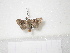 ( - BC-HAXNoctu0151)  @13 [ ] Copyright (2010) Unspecified Research Collection of Jean Haxaire