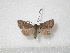  ( - BC-HAXNoctu0156)  @13 [ ] Copyright (2010) Unspecified Research Collection of Jean Haxaire