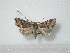  ( - BC-HAXNoctu0162)  @13 [ ] Copyright (2010) Unspecified Research Collection of Jean Haxaire