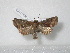  ( - BC-HAXNoctu0169)  @13 [ ] Copyright (2010) Unspecified Research Collection of Jean Haxaire