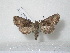  ( - BC-HAXNoctu0172)  @13 [ ] Copyright (2010) Unspecified Research Collection of Jean Haxaire
