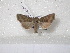  ( - BC-HAXNoctu0176)  @13 [ ] Copyright (2010) Unspecified Research Collection of Jean Haxaire