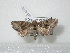  ( - BC-HAXNoctu0182)  @13 [ ] Copyright (2010) Unspecified Research Collection of Jean Haxaire