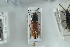  ( - NOCOL1178)  @12 [ ] CreativeCommons - Attribution Non-Commercial Share-Alike (2018) Arnstein Staverlokk Norwegian Institute of Nature Research