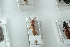  ( - NOCOL1191)  @12 [ ] CreativeCommons - Attribution Non-Commercial Share-Alike (2018) Arnstein Staverlokk Norwegian Institute of Nature Research