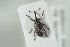  ( - NOCOL1011)  @13 [ ] CreativeCommons - Attribution Non-Commercial Share-Alike (2017) Arnstein Staverlokk Norwegian Institute of Nature Research