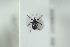 (Calosirus - NOCOL1015)  @13 [ ] CreativeCommons - Attribution Non-Commercial Share-Alike (2017) Arnstein Staverlokk Norwegian Institute of Nature Research