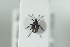  (Sirocalodes - NOCOL1017)  @13 [ ] CreativeCommons - Attribution Non-Commercial Share-Alike (2017) Arnstein Staverlokk Norwegian Institute of Nature Research