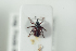  (Coeliodinus - NOCOL1018)  @14 [ ] CreativeCommons - Attribution Non-Commercial Share-Alike (2017) Arnstein Staverlokk Norwegian Institute of Nature Research