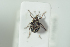  ( - NOCOL1029)  @13 [ ] CreativeCommons - Attribution Non-Commercial Share-Alike (2017) Arnstein Staverlokk Norwegian Institute of Nature Research