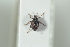  ( - NOCOL1030)  @11 [ ] CreativeCommons - Attribution Non-Commercial Share-Alike (2017) Arnstein Staverlokk Norwegian Institute of Nature Research