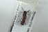  ( - NOCOL1230)  @11 [ ] CreativeCommons - Attribution Non-Commercial Share-Alike (2018) Arnstein Staverlokk Norwegian Institute of Nature Research