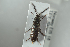  ( - NOCOL1231)  @11 [ ] CreativeCommons - Attribution Non-Commercial Share-Alike (2018) Arnstein Staverlokk Norwegian Institute of Nature Research