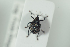 (Auleutes epilobii - NOCOL1054)  @13 [ ] CreativeCommons - Attribution Non-Commercial Share-Alike (2017) Arnstein Staverlokk Norwegian Institute of Nature Research