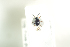  (Aphthona atrocaerulea - NOCOL559)  @12 [ ] CreativeCommons - Attribution Non-Commercial Share-Alike (2016) Arnstein Staverlokk Norwegian Institute of Nature Research