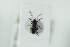  (Phyllotreta flexuosa - NOCOL1068)  @11 [ ] CreativeCommons - Attribution Non-Commercial Share-Alike (2017) Arnstein Staverlokk Norwegian Institute of Nature Research