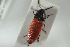  ( - NOCOL1258)  @13 [ ] CreativeCommons - Attribution Non-Commercial Share-Alike (2018) Arnstein Staverlokk Norwegian Institute of Nature Research