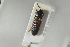  ( - NOCOL1261)  @13 [ ] CreativeCommons - Attribution Non-Commercial Share-Alike (2018) Arnstein Staverlokk Norwegian Institute of Nature Research