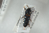  ( - NOCOL1262)  @13 [ ] CreativeCommons - Attribution Non-Commercial Share-Alike (2018) Arnstein Staverlokk Norwegian Institute of Nature Research
