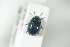  ( - NOCOL1112)  @13 [ ] CreativeCommons - Attribution Non-Commercial Share-Alike (2017) Arnstein Staverlokk Norwegian Institute of Nature Research