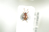  ( - NOCOL609)  @12 [ ] CreativeCommons - Attribution Non-Commercial Share-Alike (2016) Arnstein Staverlokk Norwegian Institute of Nature Research