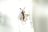  ( - HYMNI1816)  @11 [ ] CreativeCommons - Attribution Non-Commercial Share-Alike (2016) Arnstein Staverlokk Norwegian Institute of Nature Research