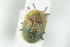 ( - NOCOL1138)  @12 [ ] CreativeCommons - Attribution Non-Commercial Share-Alike (2017) Arnstein Staverlokk Norwegian Institute of Nature Research