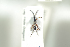  ( - HYMNI1817)  @11 [ ] CreativeCommons - Attribution Non-Commercial Share-Alike (2016) Arnstein Staverlokk Norwegian Institute of Nature Research