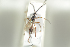  (Codrus niger - HYMNI1818)  @11 [ ] CreativeCommons - Attribution Non-Commercial Share-Alike (2016) Arnstein Staverlokk Norwegian Institute of Nature Research