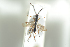  ( - HYMNI1819)  @11 [ ] CreativeCommons - Attribution Non-Commercial Share-Alike (2016) Arnstein Staverlokk Norwegian Institute of Nature Research