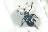  (Ceutorhynchus ignitus - NOCOL676)  @13 [ ] CreativeCommons - Attribution Non-Commercial Share-Alike (2016) Arnstein Staverlokk Norwegian Institute of Nature Research