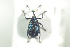  (Ceutorhynchus barbareae - NOCOL680)  @13 [ ] CreativeCommons - Attribution Non-Commercial Share-Alike (2016) Arnstein Staverlokk Norwegian Institute of Nature Research