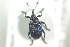  ( - NOCOL681)  @12 [ ] CreativeCommons - Attribution Non-Commercial Share-Alike (2016) Arnstein Staverlokk Norwegian Institute of Nature Research