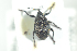  ( - NOCOL684)  @13 [ ] CreativeCommons - Attribution Non-Commercial Share-Alike (2016) Arnstein Staverlokk Norwegian Institute of Nature Research