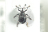  ( - NOCOL695)  @12 [ ] CreativeCommons - Attribution Non-Commercial Share-Alike (2016) Arnstein Staverlokk Norwegian Institute of Nature Research