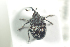  ( - NOCOL705)  @11 [ ] CreativeCommons - Attribution Non-Commercial Share-Alike (2016) Arnstein Staverlokk Norwegian Institute of Nature Research