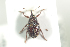  ( - NOCOL706)  @13 [ ] CreativeCommons - Attribution Non-Commercial Share-Alike (2016) Arnstein Staverlokk Norwegian Institute of Nature Research